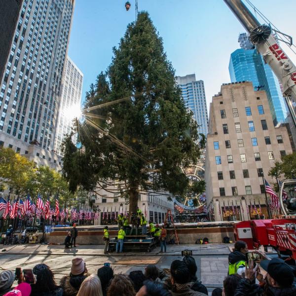 A crane installing a large Christmas tree. 