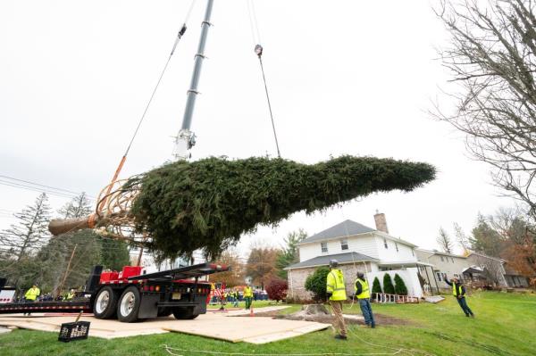 A giant tree in a crane. 