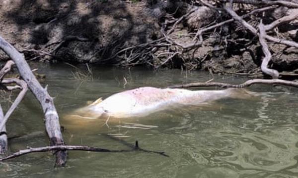 Dead Murray cod at Menindee in October this year.