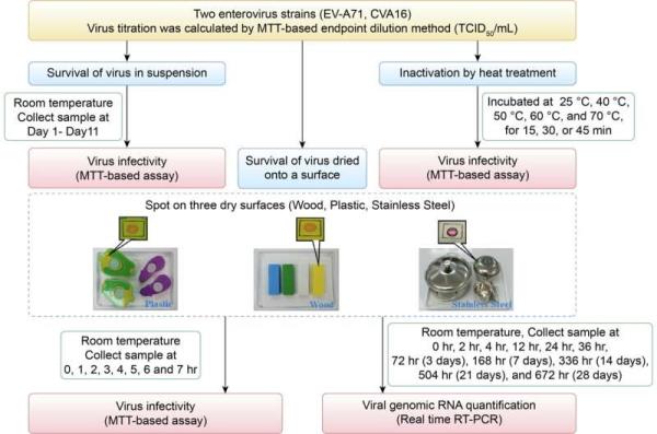 Heat inactivation successful in co<em></em>ntrolling enteroviruses on surfaces