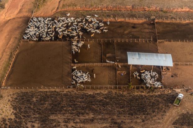 Cattle grazing in the Amazon.