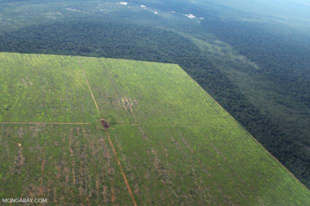 The l<em></em>ink between illegal deforestation and cattle ranching, like in this area of the Mato Grosso state, has already been proven by many studies.