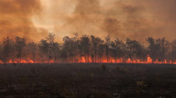 Flames and smoke rise from a line of trees as a wildfire burns at the Dadia Natio<em></em>nal Park on the region of Evros, Greece, September 1, 2023. REUTERS/Alexandros Avramidis/File Photo