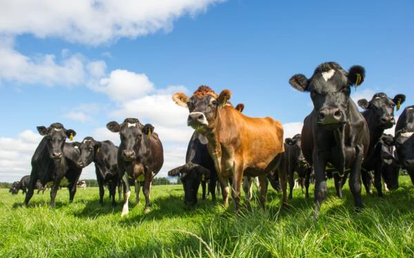 Landscape shot of cows of farm