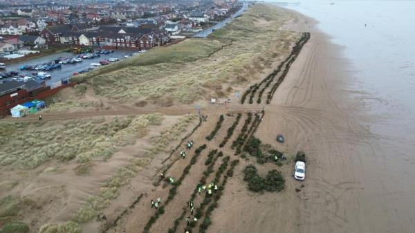 These sand dunes didn't exist before the Christmas tree project began a decade ago.