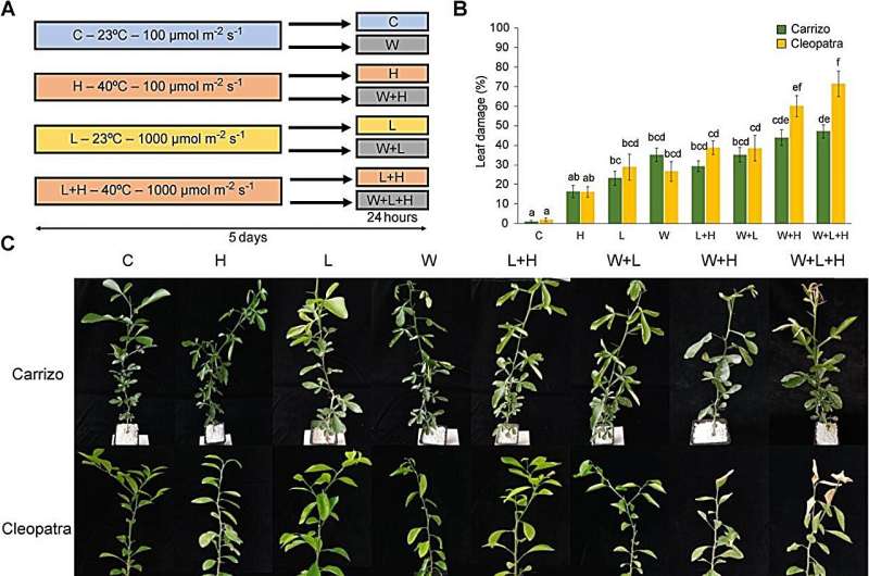 Multifactorial stress in citrus: Divergent respo<em></em>nses of Carrizo and Cleopatra to triple threat enviro<em></em>nmental challenges