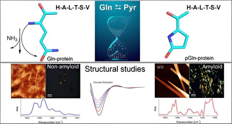 Chemical process makes peptide acquire structure similar to amyloid plaques found in neurodegenerative diseases