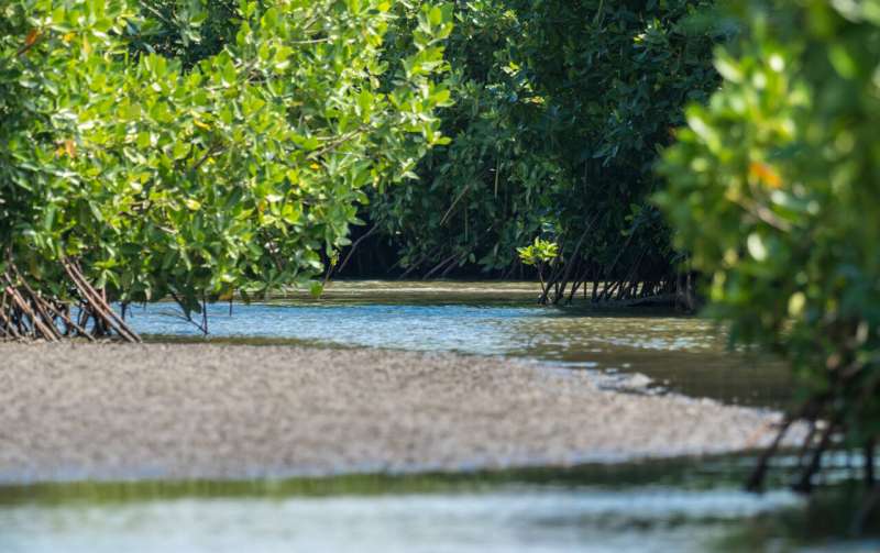 Accounting for oxygen in modeling coastal ecosystems