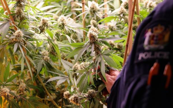 More than 300 cannabis plants were found during the operation. Photo: Supplied / NZ Police