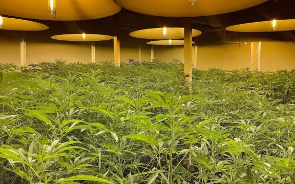 Police say more than 300 cannabis plants were found growing under lights in a commercial building in Whangārei’s city centre. Photo: Supplied / NZ Police