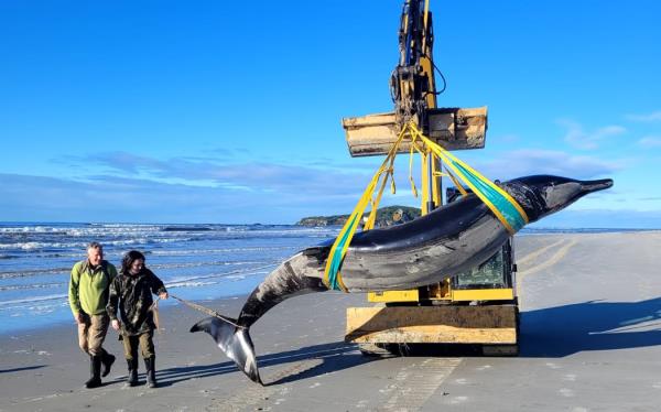 DOC ranger Jim Fyfe and mana whenua ranger Tūmai Cassidy walk alo<em></em>ngside a rare spade-toothed whale, being moved by Trevor King Earthmoving.