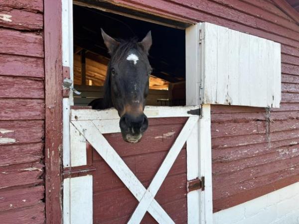 Therapy horse