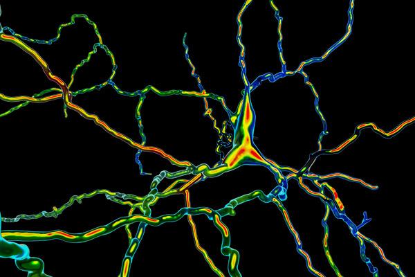 image of a neuron