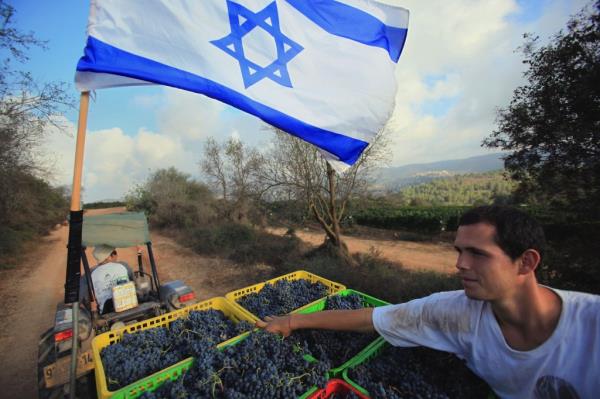 Jewish flag in vineyard