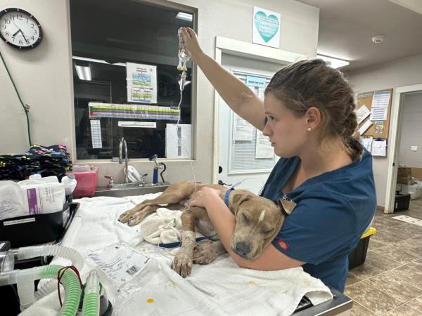 This photo provided by Maui Humane Society released on the week of Aug. 9, 2023, an injured dog is treated at Maui Humane Society in Lahaina.