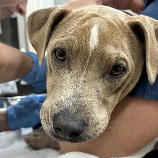 A dog is seen at the Maui Humane Society 