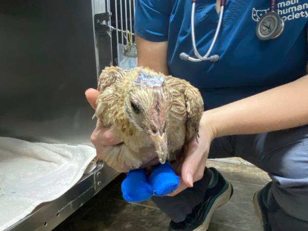 An injured bird with its claws bandaged 