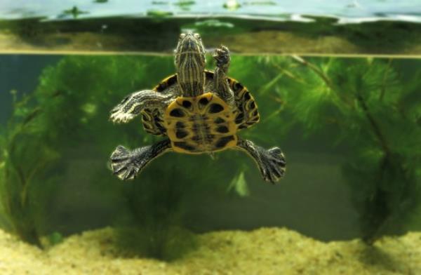 The Centers for Disease Co<em></em>ntrol and Prevention is investigating a Salmo<em></em>nella outbreak l<em></em>inked to pet turtles