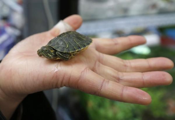 Most of the sickened people said they had co<em></em>ntact with turtles with shells measuring less than four inches long