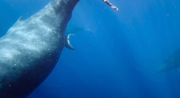 Many female humpback whales travel to the Hawaiian Islands each year to give birth in warm, predator-free waters.